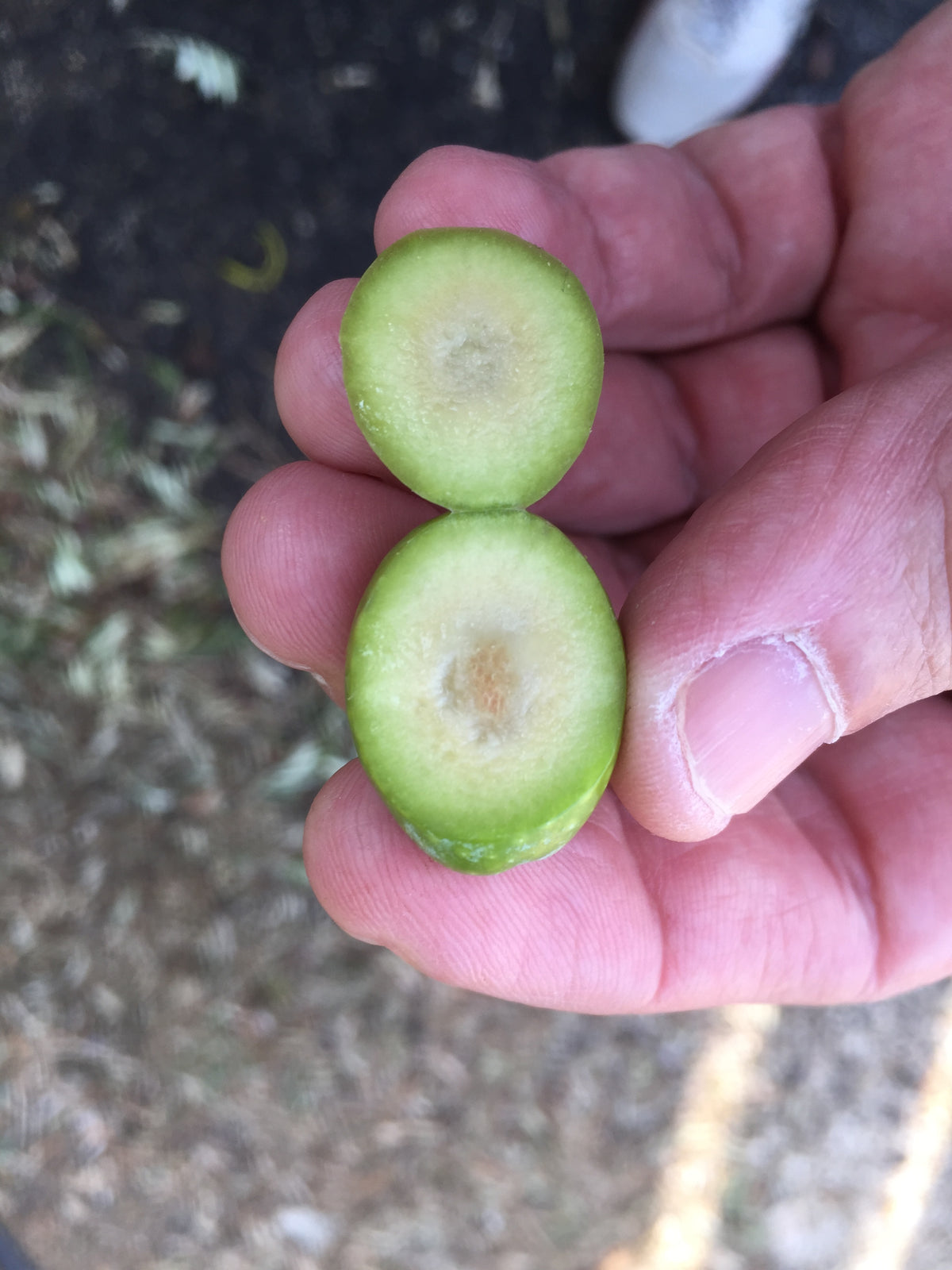 Frische Bio Olive von Hand gesammelt für DELINIO Olivenöl